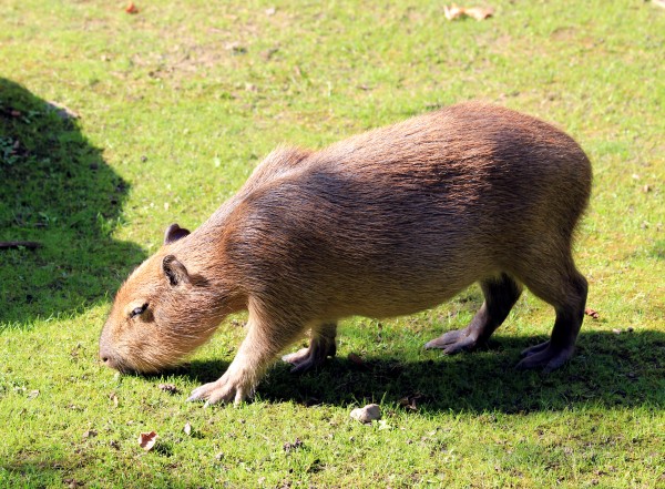 Largest Species – Rodent; Cabybara – Ali's Animal Answers