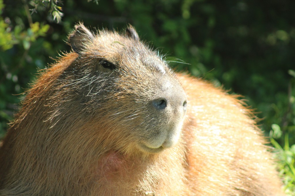 Largest Species – Rodent; Cabybara – Ali's Animal Answers