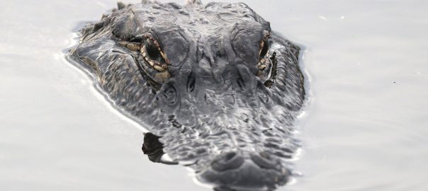 Want to know more? Crocodiles