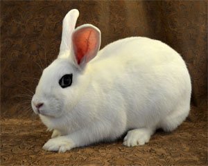 Another A-Z: Rabbit Breeds (1) – Ali's Answers