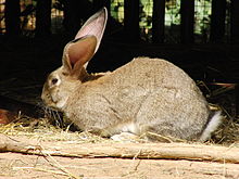 Another A-Z: Rabbit Breeds (2)