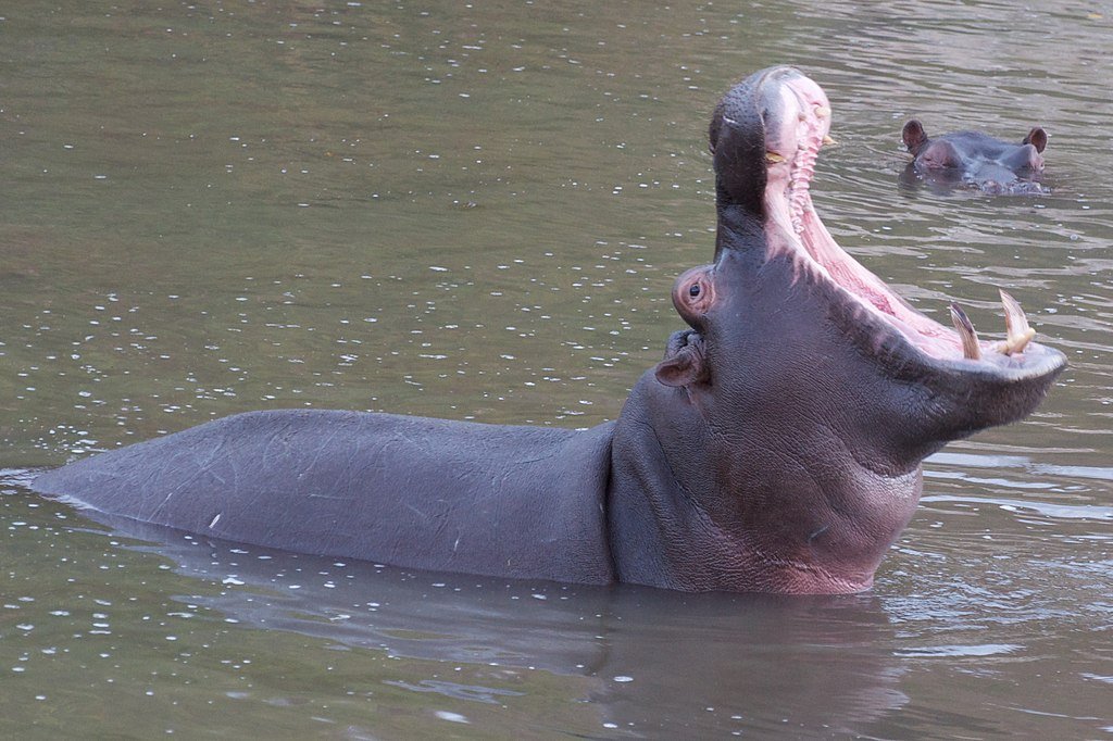 1024px Hippo Opening34776145240331654 